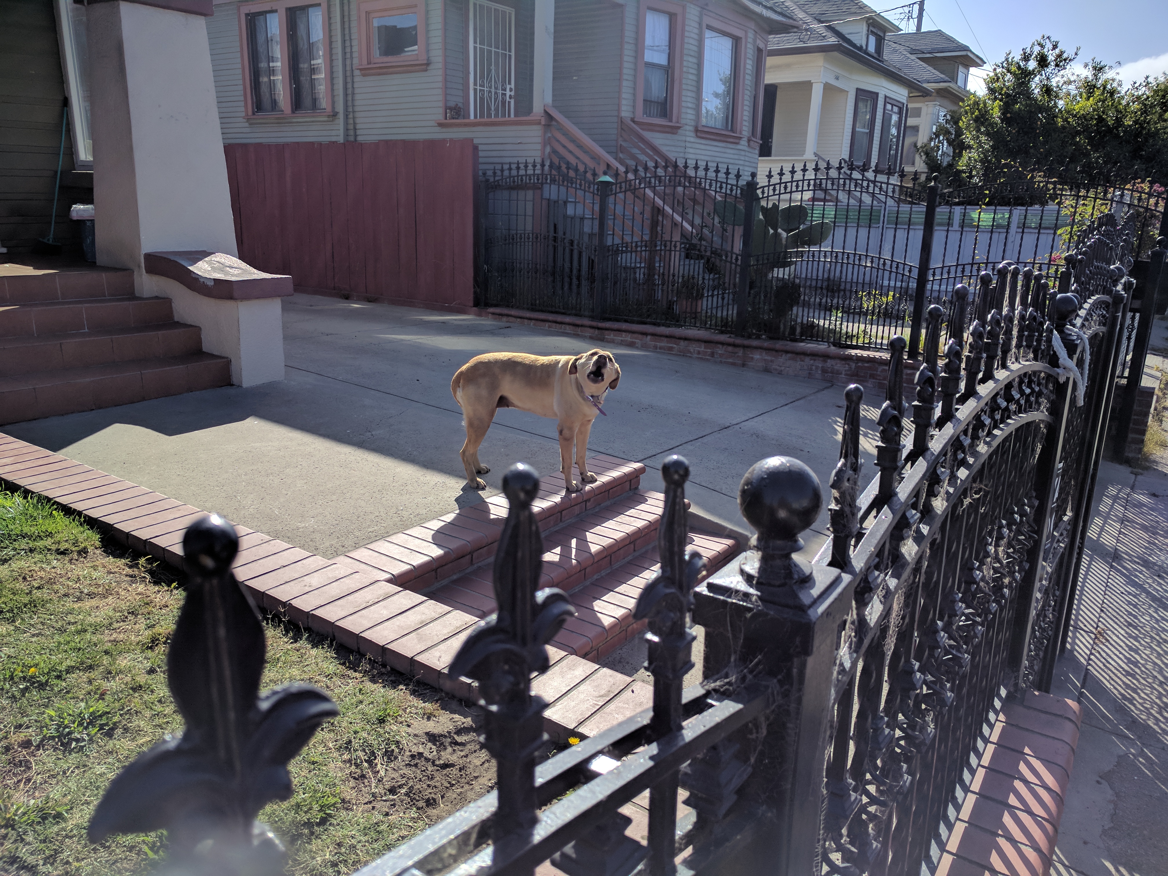 Not all Oaklanders wee happy with the repaving, including this fella who was not at all pleased with the noise and commotion