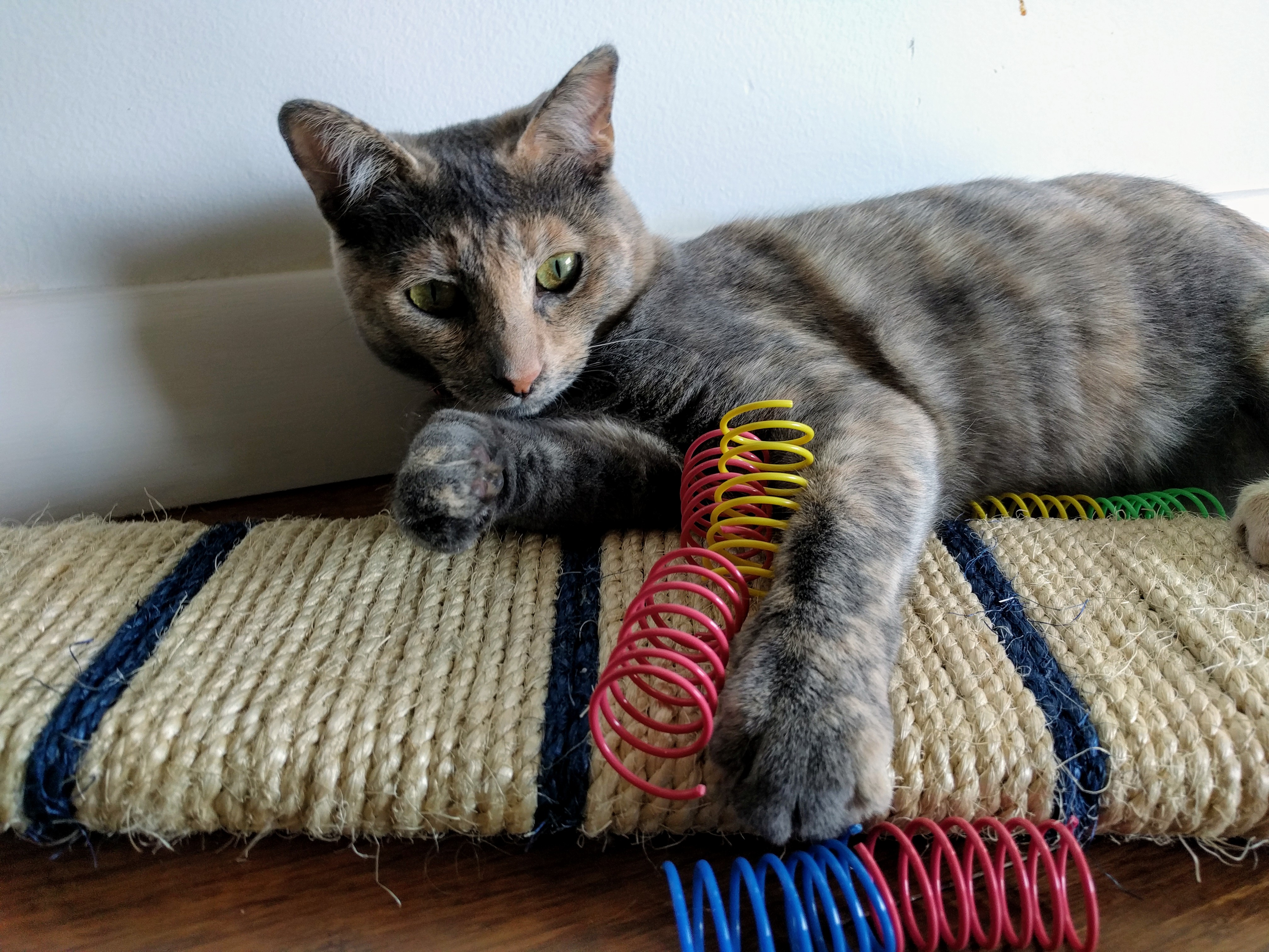 Motley, Roger's cat, is excited about the spring fund drive