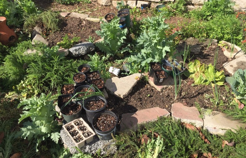 One Angeleno’s Coronavirus Pandemic Diary: Day 15 – Mask Vendors and Gardening