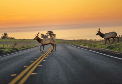 Research: Permanent Daylight Savings Time Could Save Human <I>and</I> Animal Lives on Our Roads