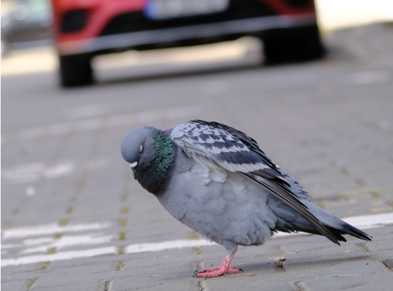 Car Noise Pollution is Worse in Redlined Neighborhoods — And Not Just for Humans