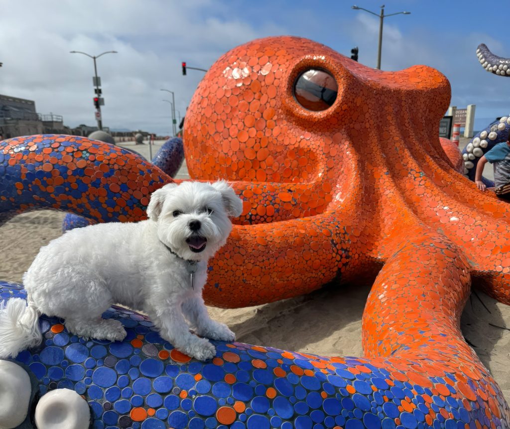 Supervisor Wong’s Attempt to Put Cars Back on Sunset Dunes Crashes